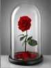 Rosa Roja Preservada 01