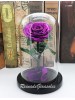 Rosa Purpura Preservada 06